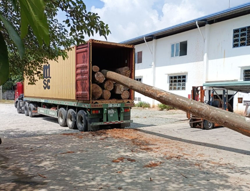 gỗ veneer beech (4)